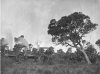 Traction engines pulling trees NSW 1905_1B.jpg