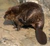 american-beaver-castor-canadensis.jpg