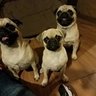 Puggles