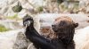 Picture-of-the-Day-Grizzly-Tries-to-Play-Basketball-with-a-Rock.jpg