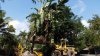 travelers palm.jpg