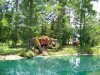 7-3-16 CAT Digging Up Huge Sweetgum Tree.jpg