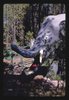 lossy-page1-416px-Thunderbeast_Park,_Route_97,_Chiloquin,_Oregon_LCCN2017708460.tif.jpg