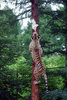 Tiger climbs a tree.jpg