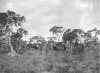Traction engines pulling trees NSW 1905_1A.jpg