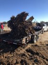 rayzor big stump 2.jpg rayzor big stump 2.jpg