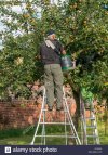 apple-picker-up-a-wide-step-ladder-picking-apples-from-apple-tree-in-orchard-derbyshire-englan...jpg