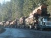 Log_Trucks_Ready_to_be_unloaded_at__the_PM_Dryland_Sort_small.jpg