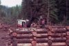 logging trucks 014.jpg