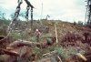 Quinalt Logging Crew 1983.jpg