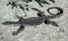 Common_Goanna_Australia.jpg