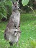 Kangaroo_IMG_1171.jpg