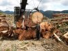 big logs 031 (Custom).jpg
