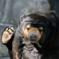 bear