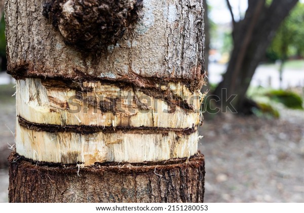 girdling-tree-trunk-bark-will-600w-2151280053.jpg